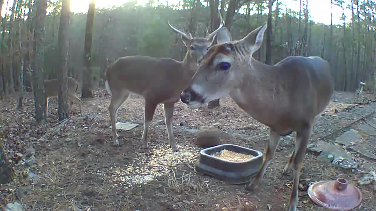 deer up close