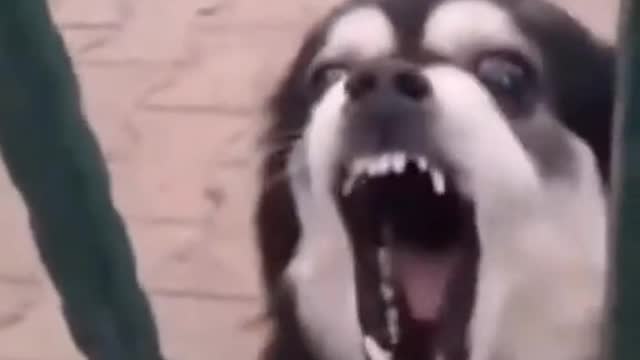 Laughed-lost