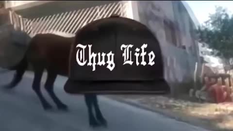 funny animals- thug life