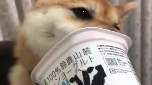 Cute Funny Shiba Inu Eats Yogurt Making You LAUGH - Dog's Life - Best Shiba Dog Video