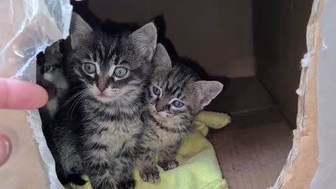 Tiny Kittens look out of their nests with curious eyes