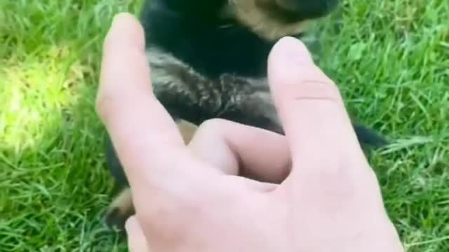 Rottweiler Puppy Want To Bite Me