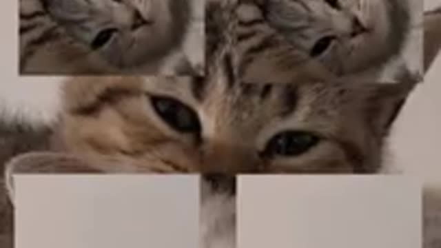 Cute Cat Funny 😁🐭💙