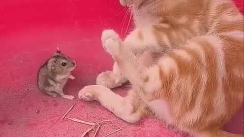 Funny Cat videos 🤣🤣🤣