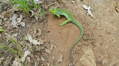 beautiful green lizard