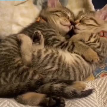 Fanny Cat Video and Cute Cat Video