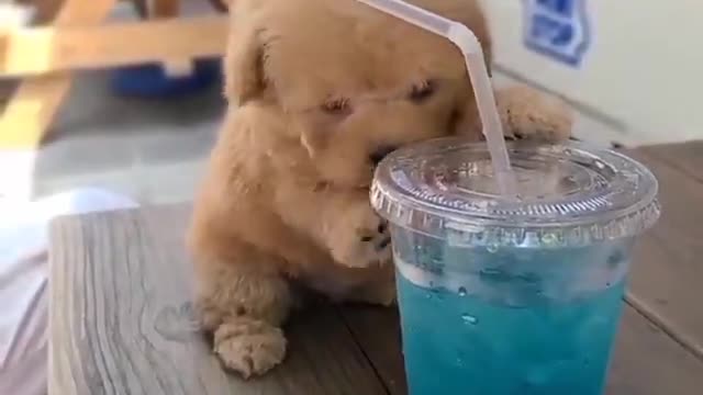 Little poodle girl Tina enjoying a glass of blue lemonade