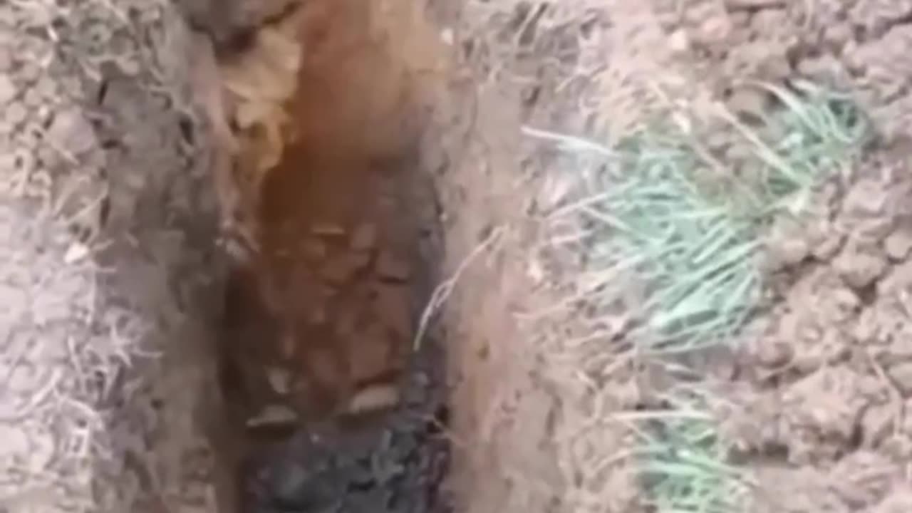 Funny Video