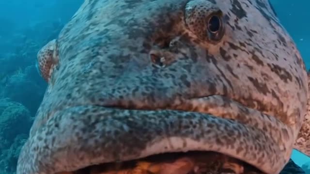 face only a mother could love! How big do you think this potato cod is?