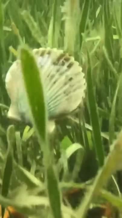 Here's how a scallop swims