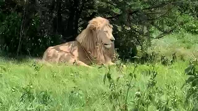 White lions