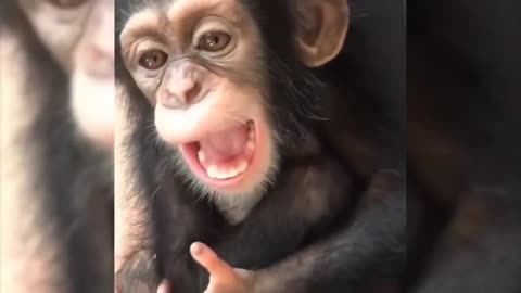 Funniest Animals 😂 - Best Of The monkey compilation Funny Animal Videos 😁 - Cutest Animals Ever 💕😍