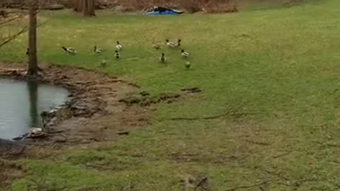 Amanda Grace out in the Storm at Noah's Ark Animal Sanctuary