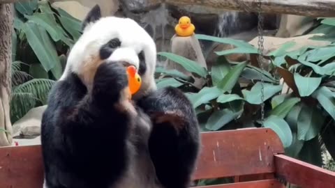 Funny panda 🐼🐼 cute animals 2024