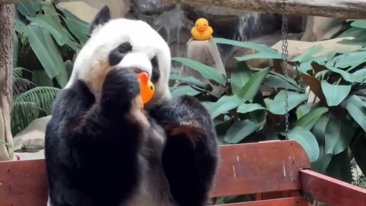 Funny panda 🐼🐼 cute animals 2024