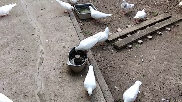 pigeons stand out for their small size