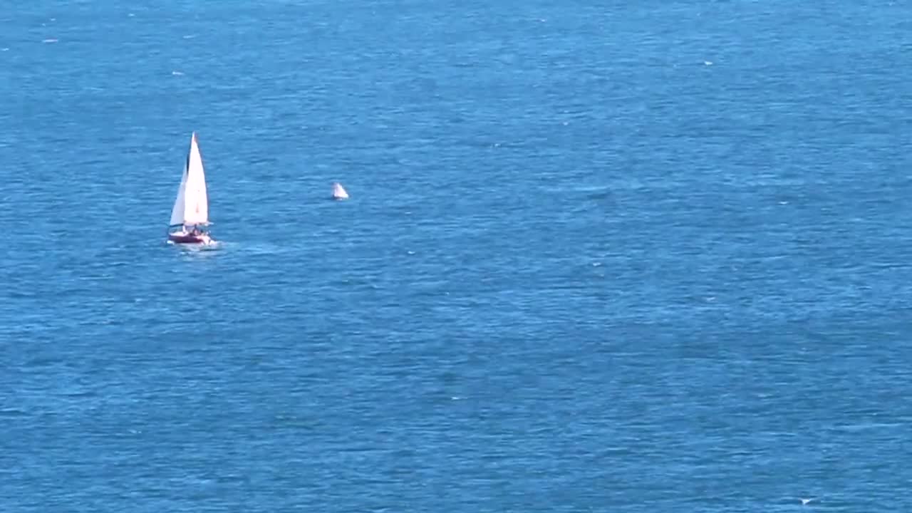 Humpback whales, Arraial do cabo Brasil