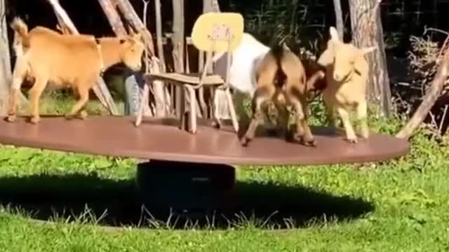Cute and funny animal moment.