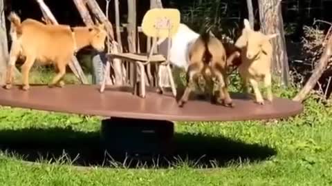 Cute and funny animal moment.