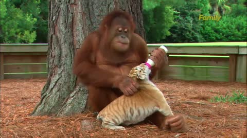 Orangutans and tiger