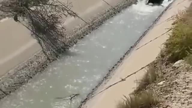 Goodness, to be a cow drifting calmly along a water system channel in this sweltering summer