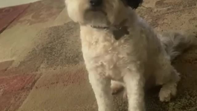 Tell your a story using their favorite words & see how they react! 🐶
