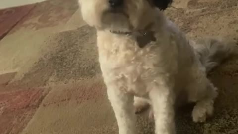 Tell your a story using their favorite words & see how they react! 🐶