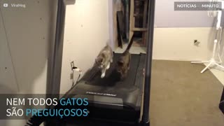 Gatos fitness! Estes felinos adoram correr na esteira