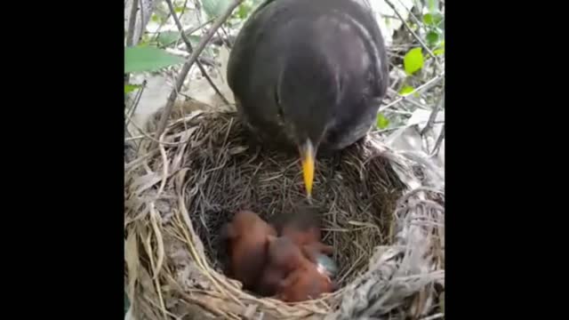 Catch on Camera while feeding baby wild birds in the Bergin forest