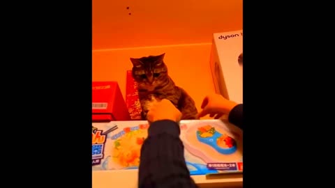 New Side-Splitting Pet Antics! 😆 New Funny Dogs and Cats Videos - Hilarious Animal Adventures 🐱🐶