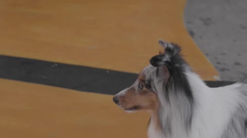 dog training video