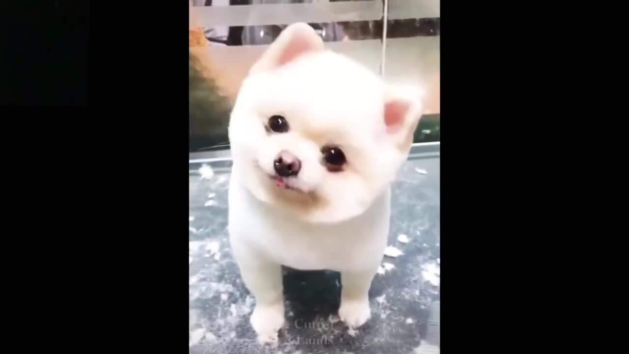 Mama and Baby Cats - Cute and Funny Cats- Cat Videos Compilation