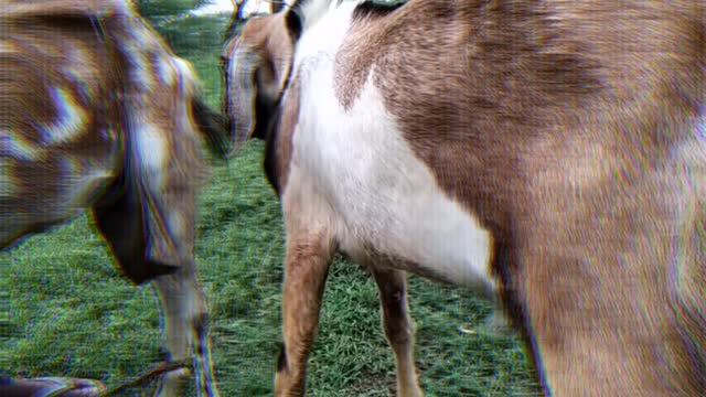 Goat matting