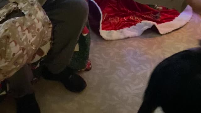 Dog unwrapped her own 🎁.