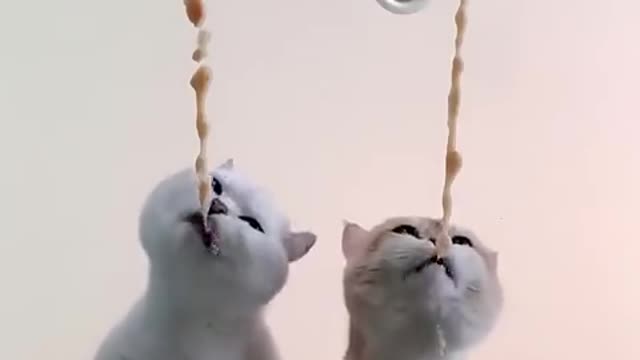 awesome video cats love