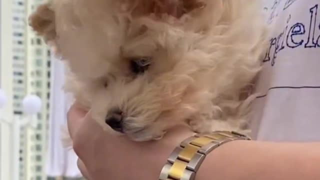 A puppy with flying ears