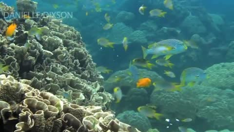 Reef Fish Lose Brain Power As Oceans Acidify