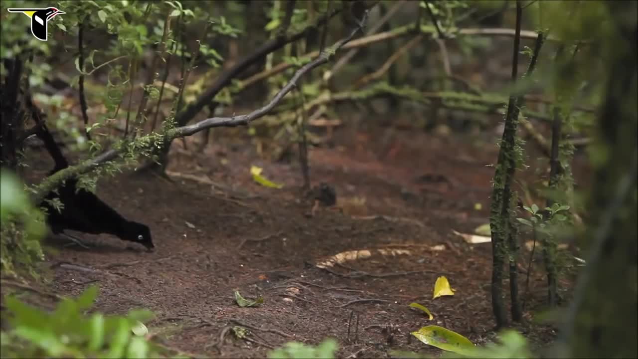 Amazon forest birds