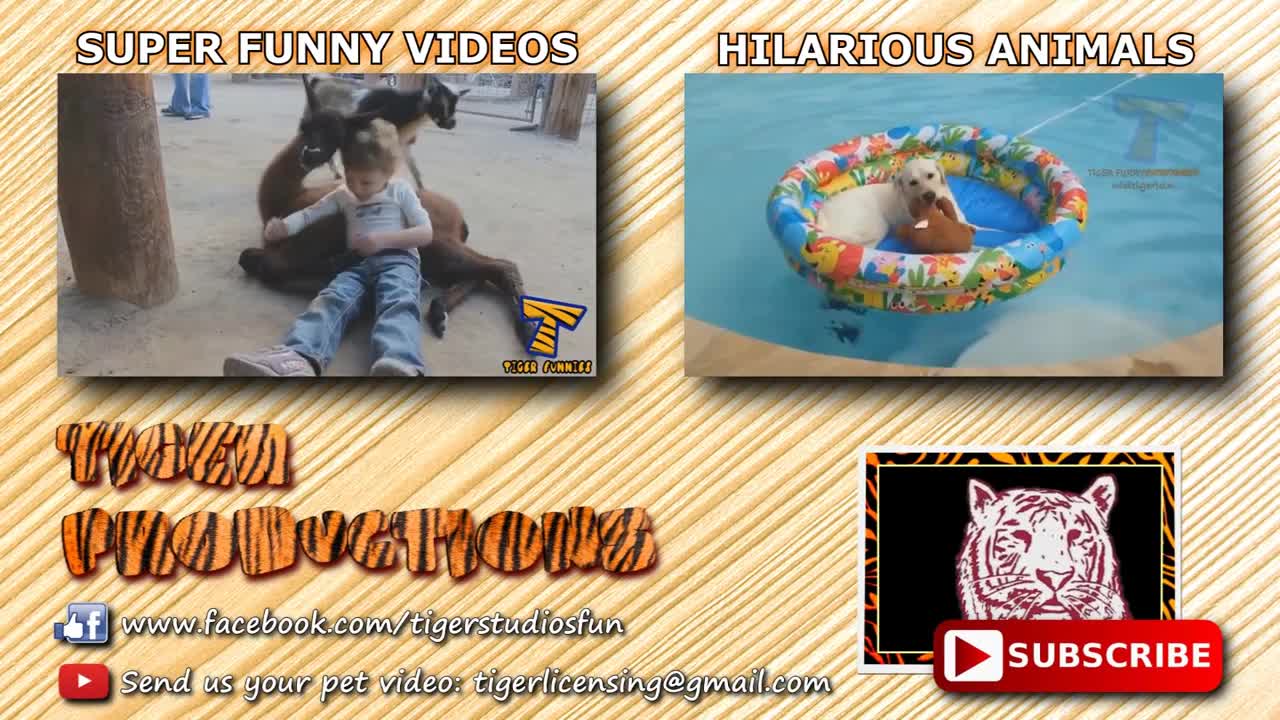 Funny Kids Vs Animals in Zoo