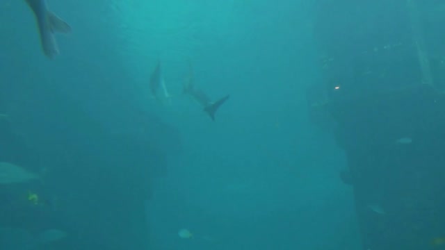 large fish swimming by sunken ship near surface