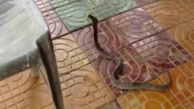 Dog VS Snake - Beautiful Animals
