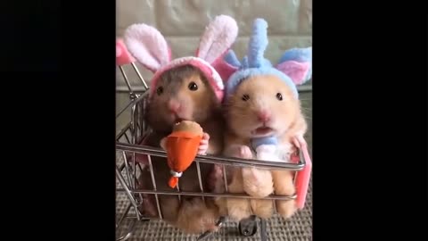 Funny and cute Pets -dt bloggs