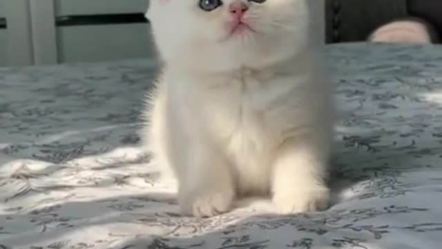 cute baby cat love