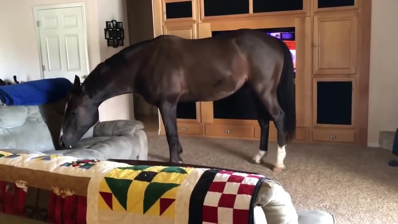 Horse Walks Inside House to Chill With Owner