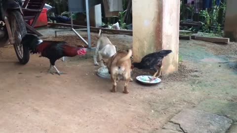 Chicken Vs Dog Funny Animal Video 2024