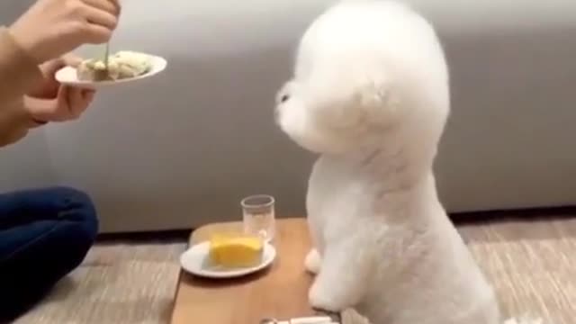 Cute 🐶 puppy
