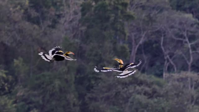 Two horns hornbills