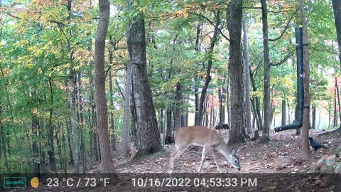 The Woods – 10/17/2022