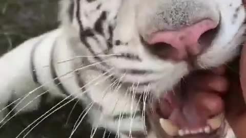 White Tiger Puts Hands Into His Mouth