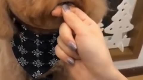 Cute baby dog video